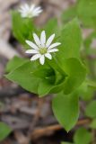 Stellaria neglecta