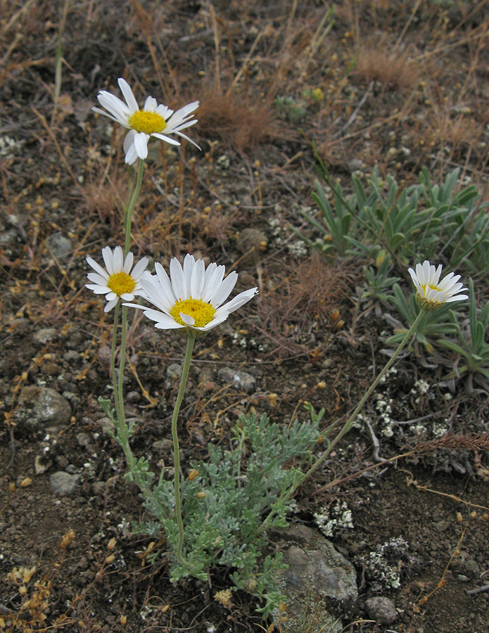 Изображение особи Anthemis tranzscheliana.