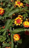 Lantana camara