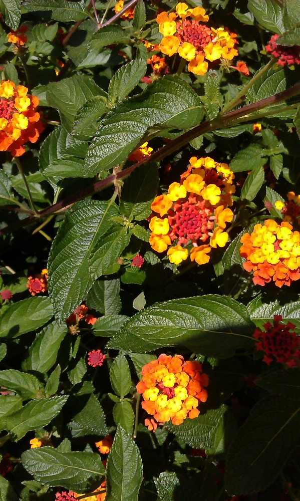 Image of Lantana camara specimen.