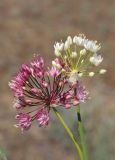 Allium trachyscordum. Соцветия обычной и белоцветковой форм. Казахстан, хр. Чолак, отроги Жетысуйского (Джунгарского) Алатау, возле вдхр. Капчагай. 22.05.2013.