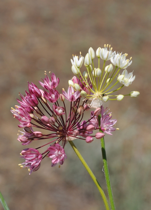 Изображение особи Allium trachyscordum.