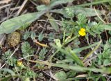 Hippocrepis unisiliquosa ssp. armena