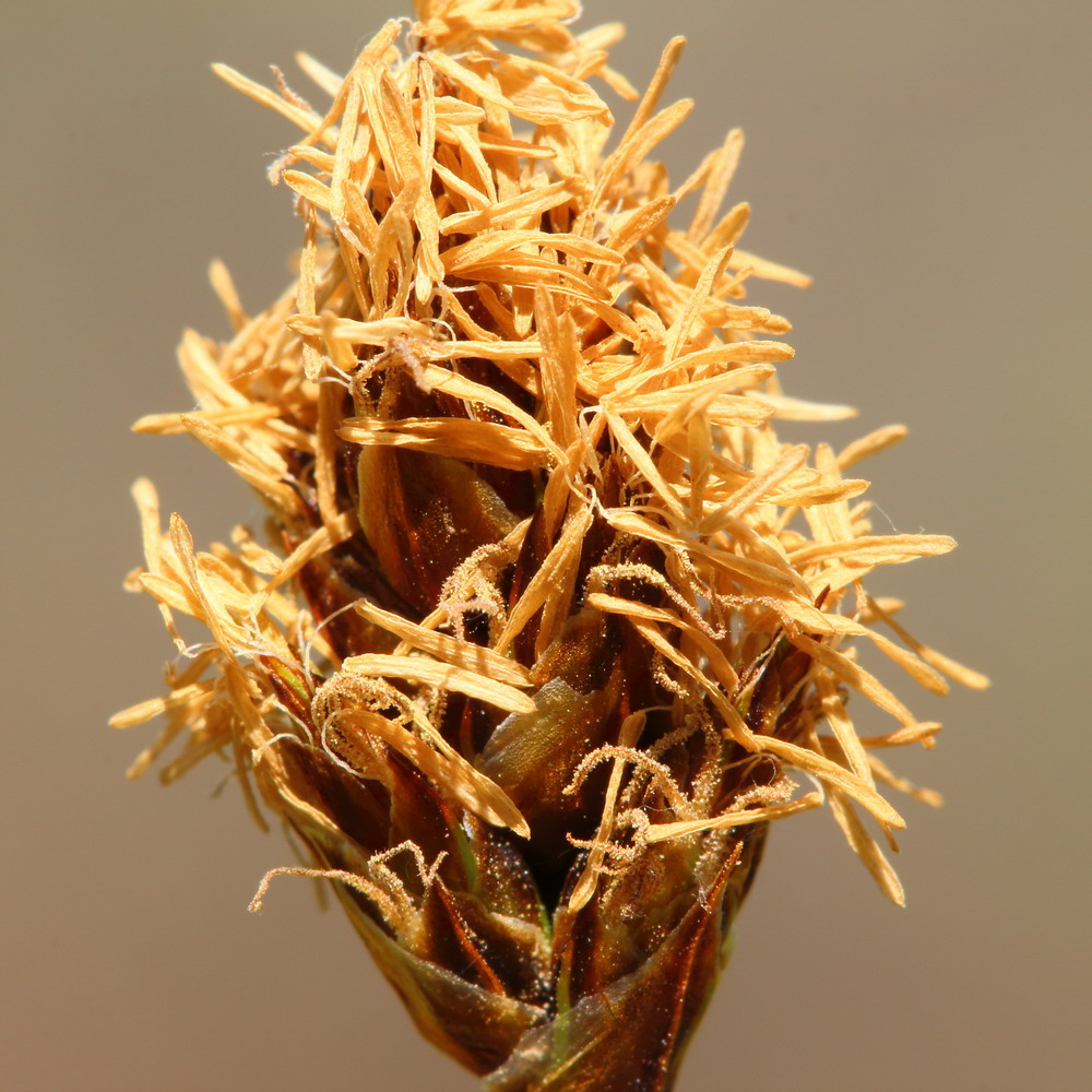 Image of Carex stenophylla specimen.