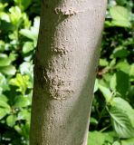 Acer platanoides