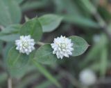 Gomphrena celosioides. Верхушка побега с соцветиями. Таиланд, остров Тао. 27.06.2013.