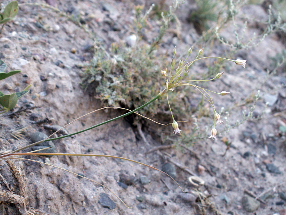 Image of Allium margaritae specimen.