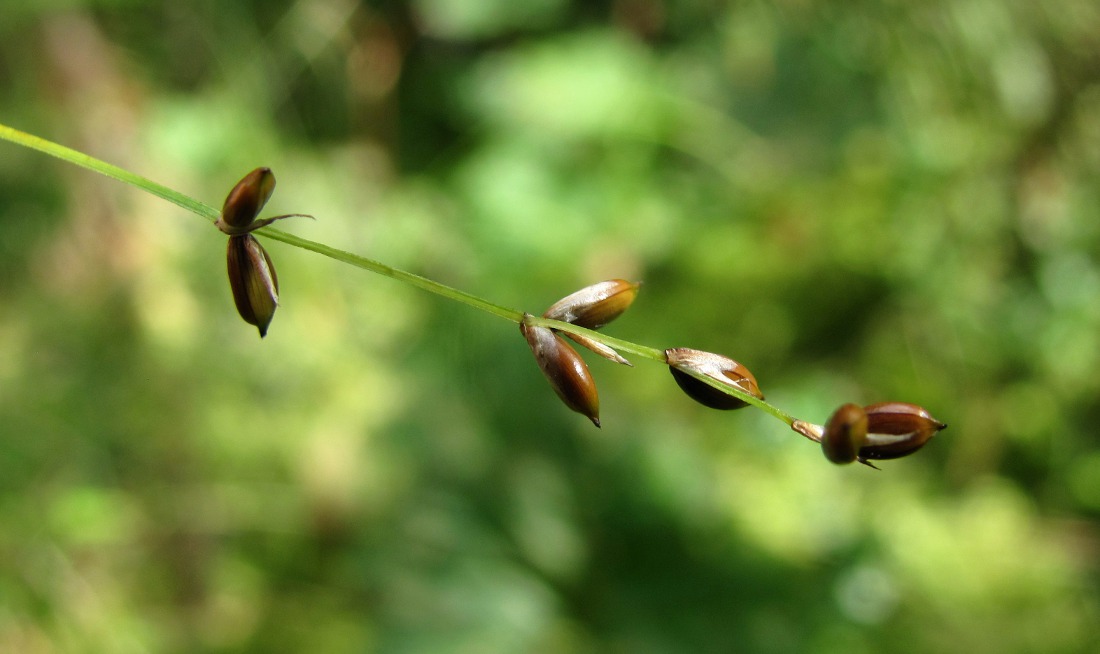 Image of Carex disperma specimen.