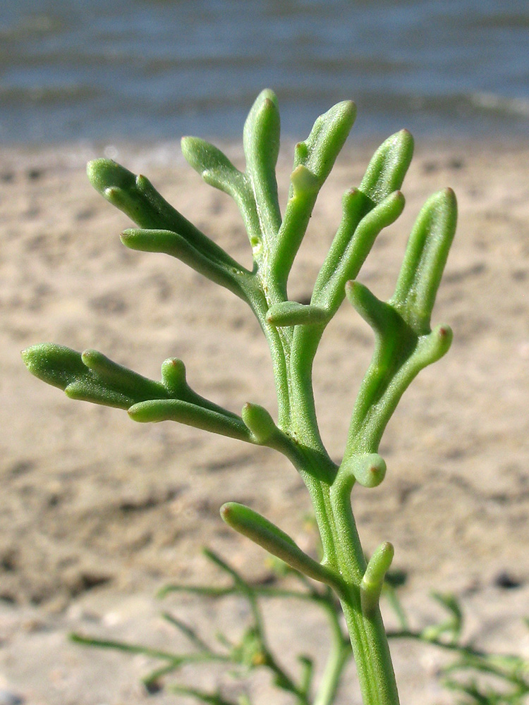 Image of Cakile euxina specimen.