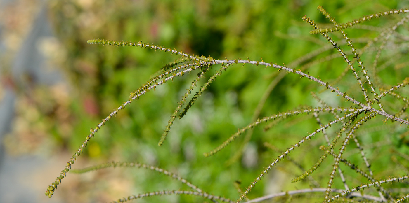 Изображение особи Melaleuca cardiophylla.