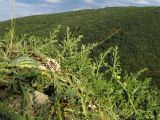 Citrullus lanatus ssp. vulgaris