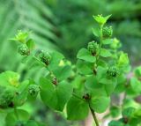 Euphorbia stricta