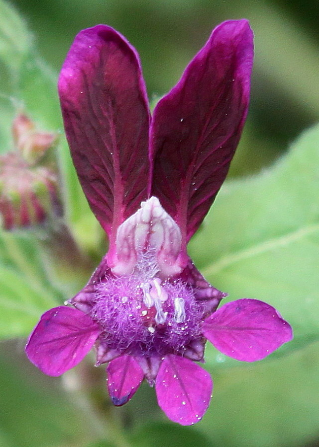 Изображение особи Cuphea viscosissima.