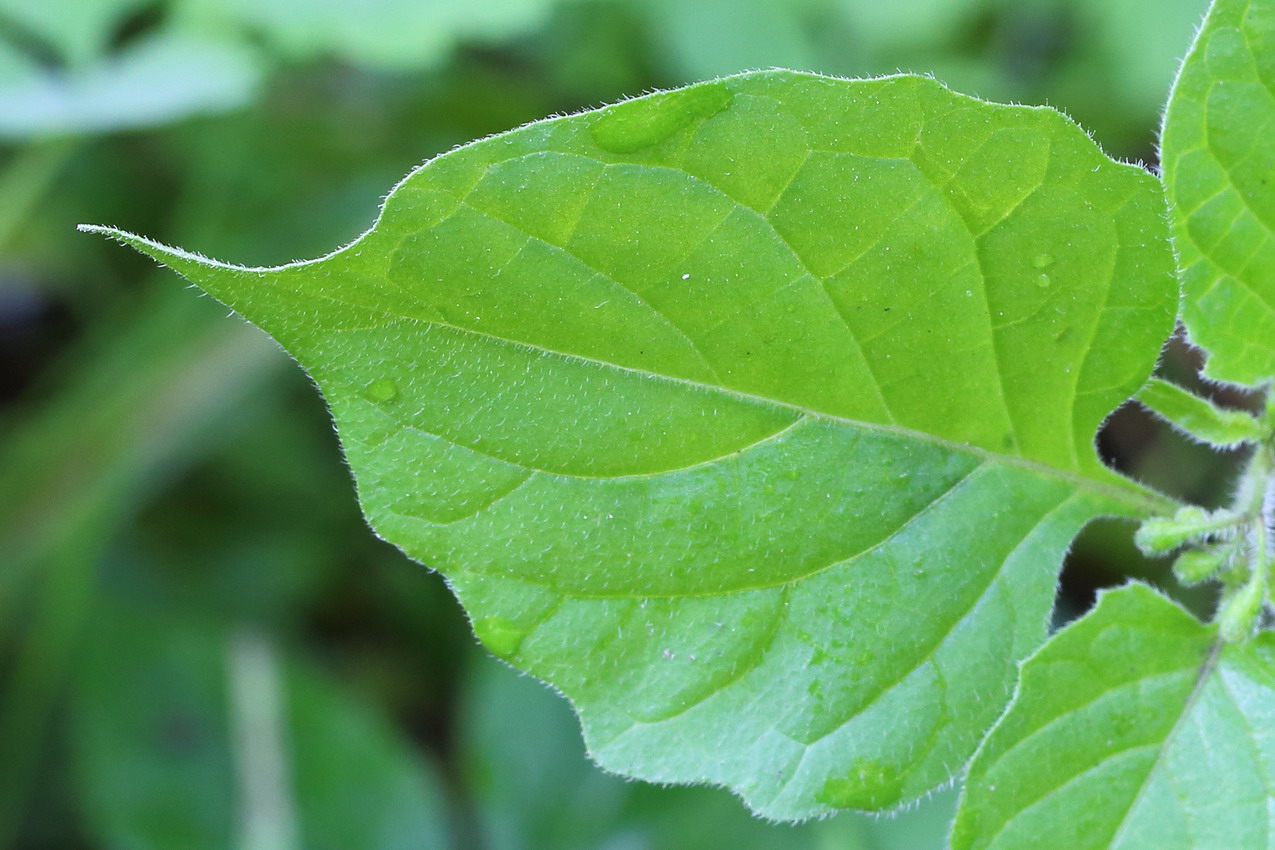 Image of Solanum nigrum ssp. schultesii specimen.