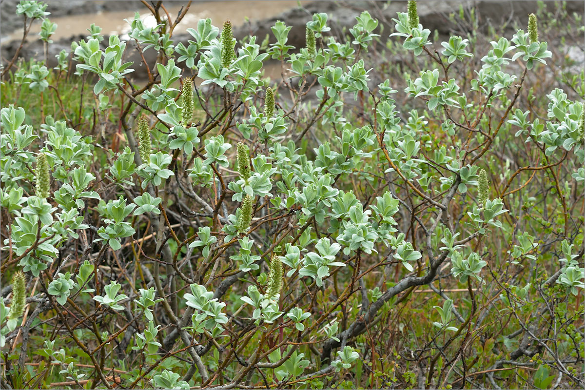Image of Salix lanata specimen.