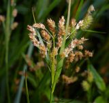 Luzula pallescens