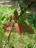 Acer tataricum