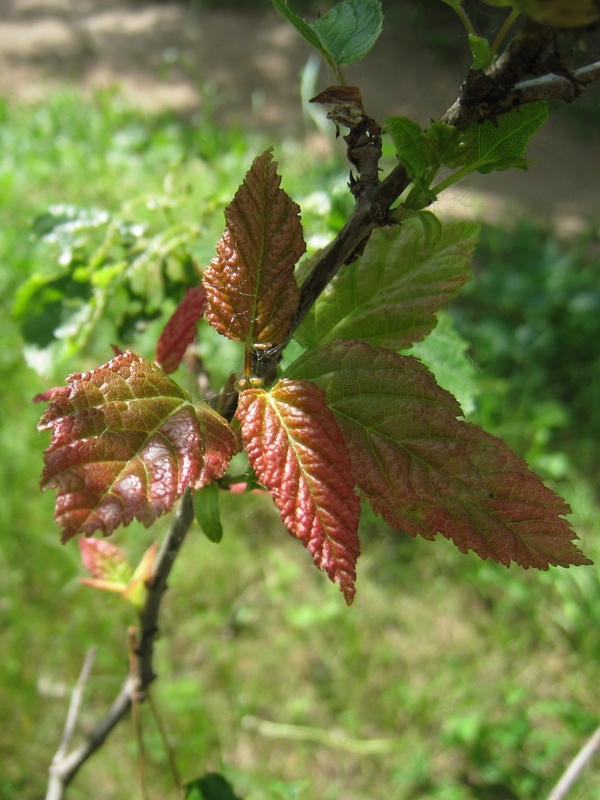 Image of Acer tataricum specimen.
