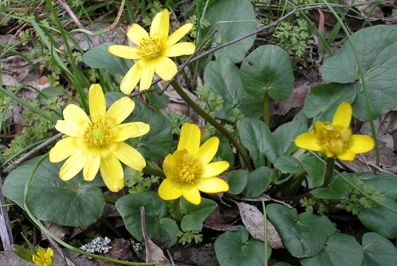 Image of Ficaria verna specimen.