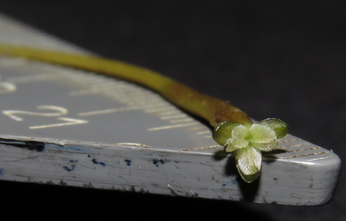 Изображение особи Vallisneria spiralis.