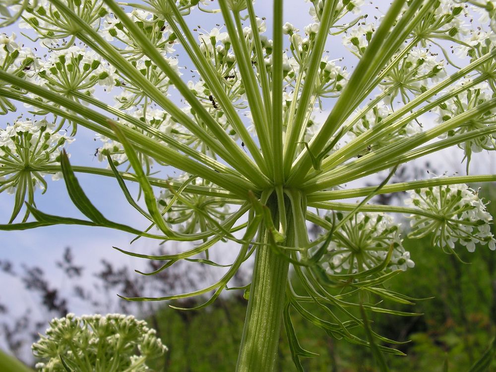 Изображение особи Pleurospermum uralense.