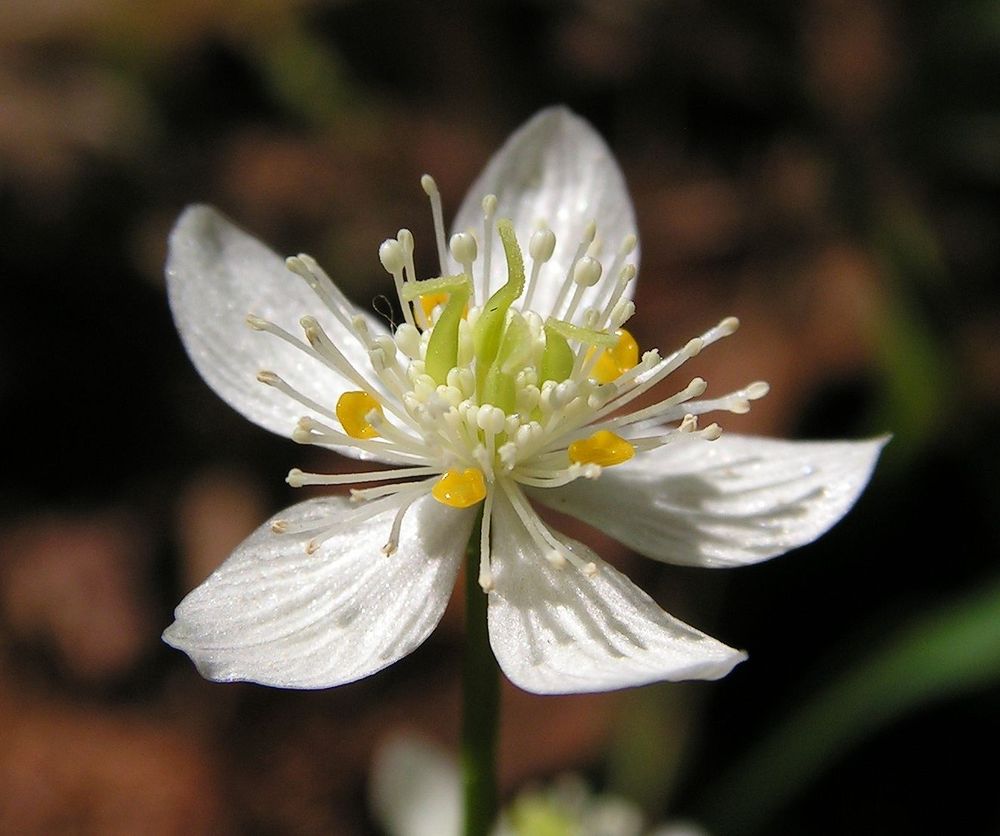 Image of Coptis trifolia specimen.