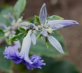 Clematis heracleifolia