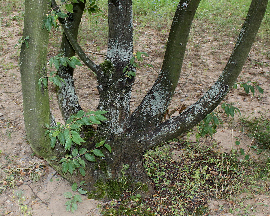 Изображение особи Ostrya carpinifolia.