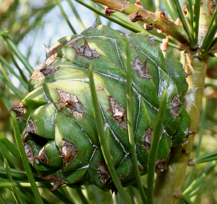 Изображение особи Pinus bungeana.