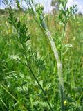 Daucus carota