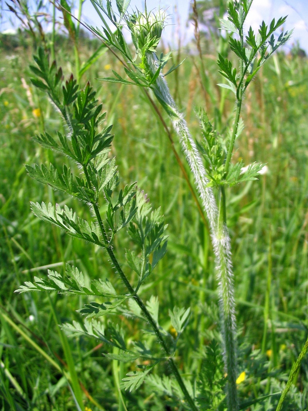 Сорняки моркови. Морковная трава. Daucus carota части растения. Морковь с сорняками. Морковь обыкновенная стебель.