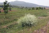 Crambe orientalis