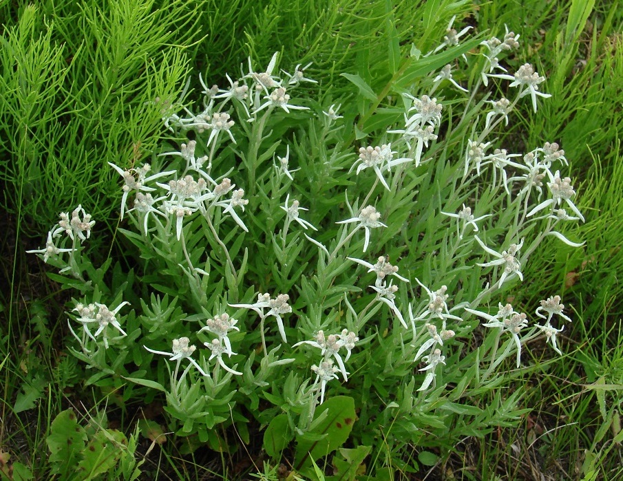 Image of Leontopodium leontopodioides specimen.