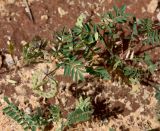 Hippocrepis multisiliquosa