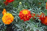 Tagetes patula. Верхушки цветущих растений. Восточный Казахстан, Уланский р-н, с. Украинка, дачный участок в культуре. 20.08.2005.