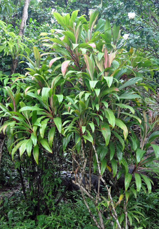 Image of Cordyline fruticosa specimen.