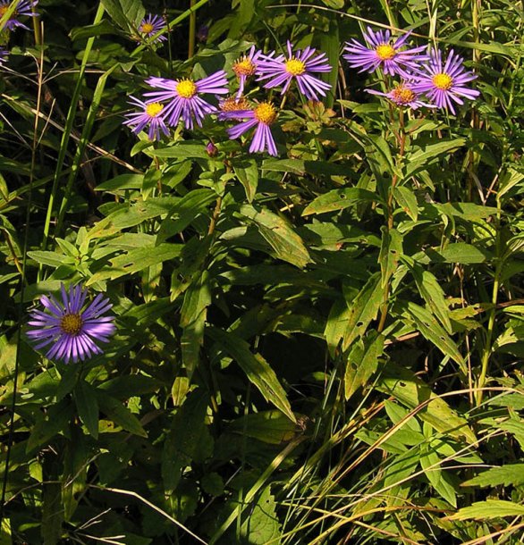 Image of Aster maackii specimen.