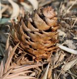 Cunninghamia lanceolata. Шишка. Германия, г. Дюссельдорф, Ботанический сад университета. 10.03.2014.