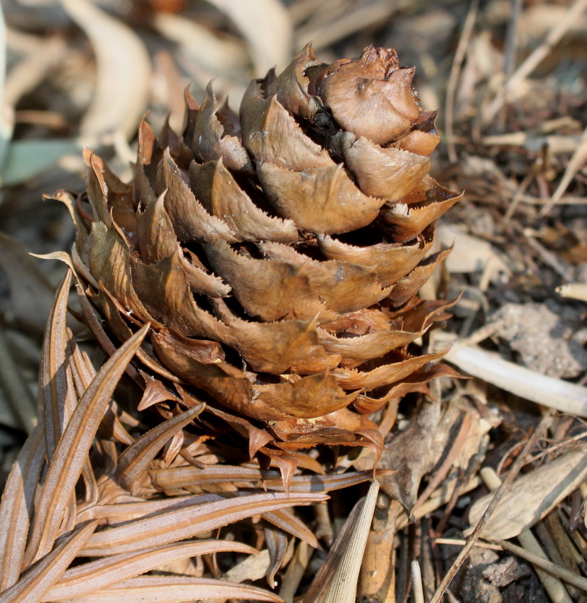 Image of Cunninghamia lanceolata specimen.