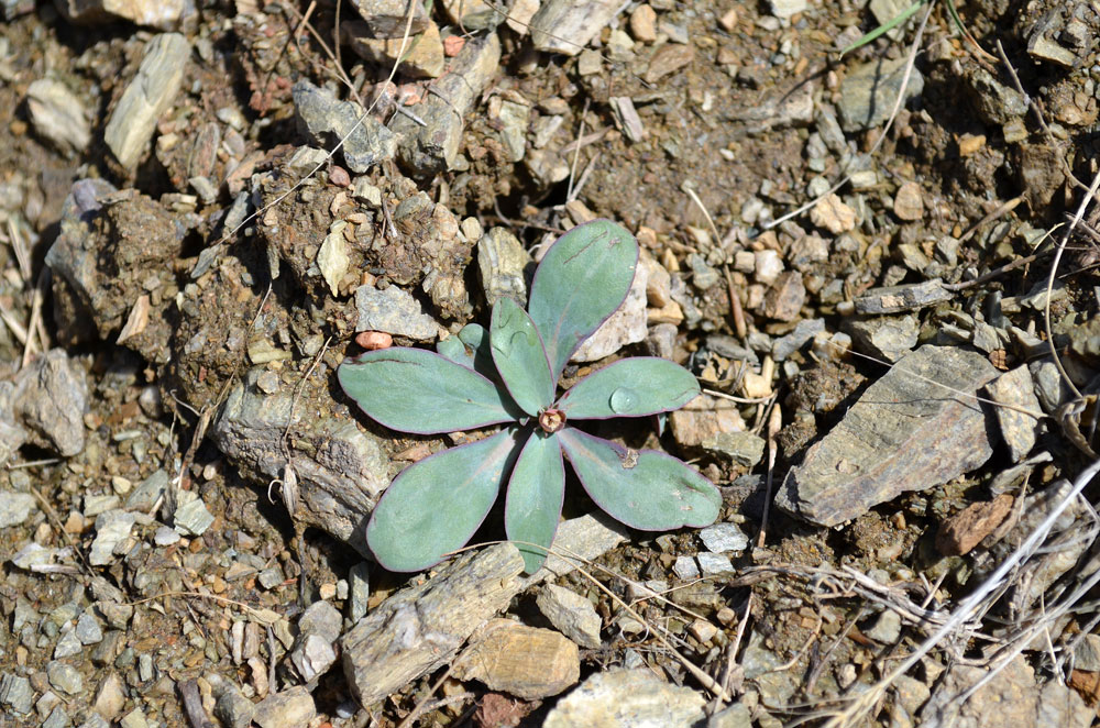 Изображение особи Euphorbia rapulum.