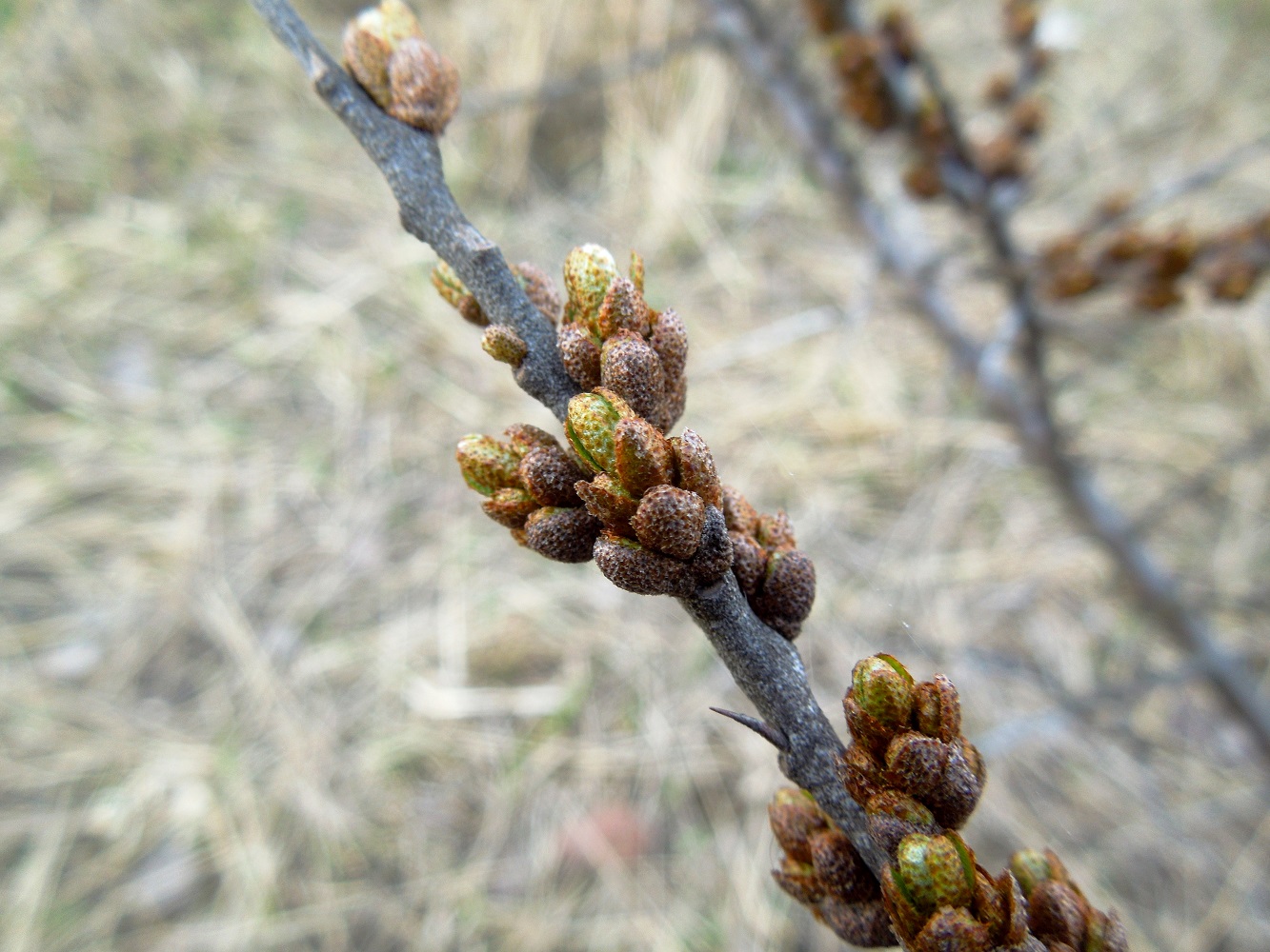 Изображение особи Hippophae rhamnoides.