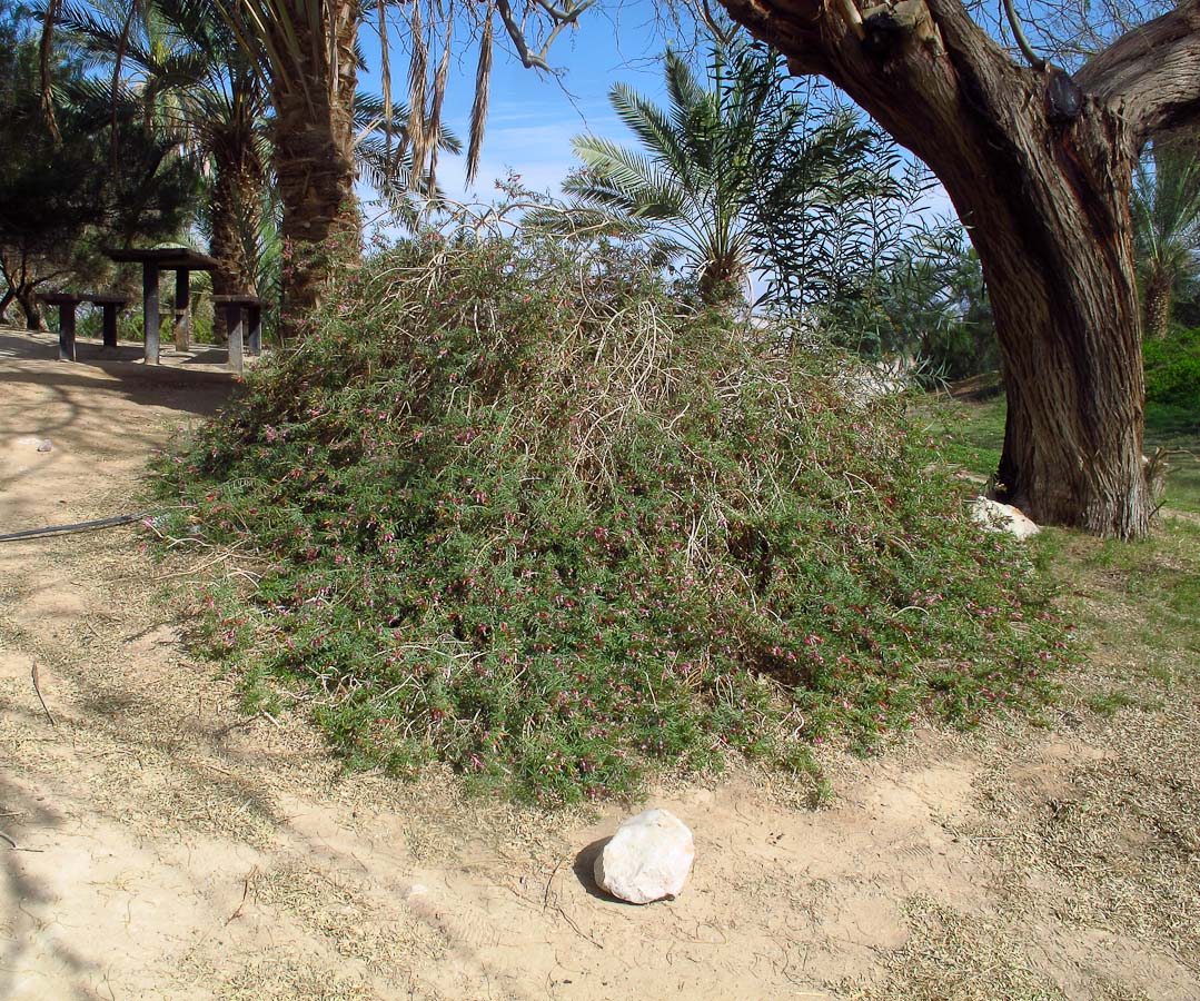 Image of Eremophila maculata specimen.