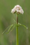 Valeriana tuberosa. Верхушка растения с соцветием. Ростовская обл., Мясниковский р-н, Чулекская балка. 19.04.2014.