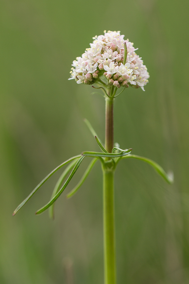 Изображение особи Valeriana tuberosa.