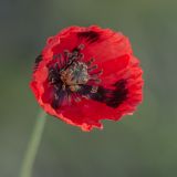 род Papaver. Цветок. Ростовская обл., Мясниковский р-н, окр. хут. Недвиговка, ПП Каменная балка. 27.04.2014.