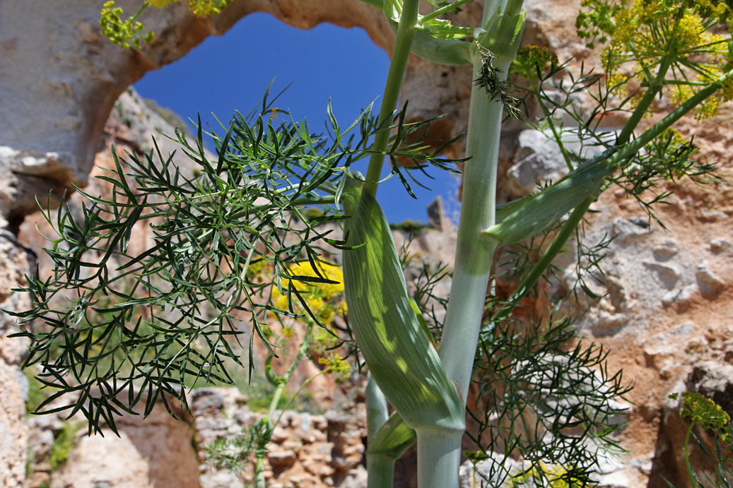 Изображение особи Ferula communis.