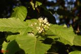 Acer tataricum