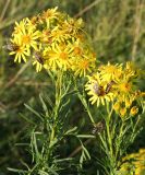 Senecio erucifolius