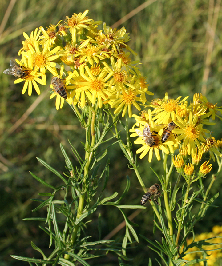 Image of Senecio erucifolius specimen.