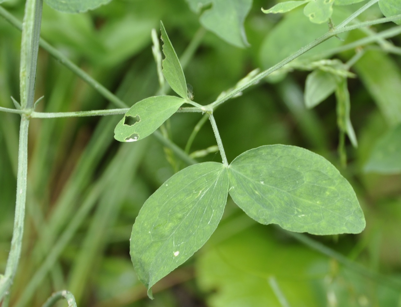 Изображение особи Lathyrus grandiflorus.